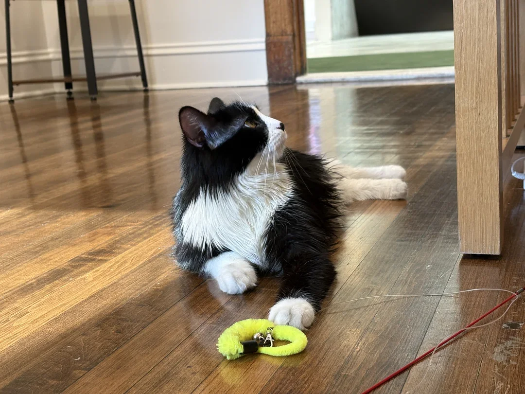 Penelope