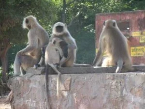 Nepal Monkeys