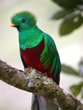 Quetzal bird perched on a branch.