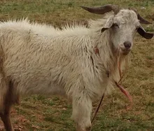 Goat standing and looking towards the camera.