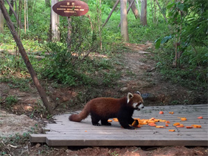The sanctuary also houses the smaller "red panda." Although actually part of the raccoon family, they were the original "panda."